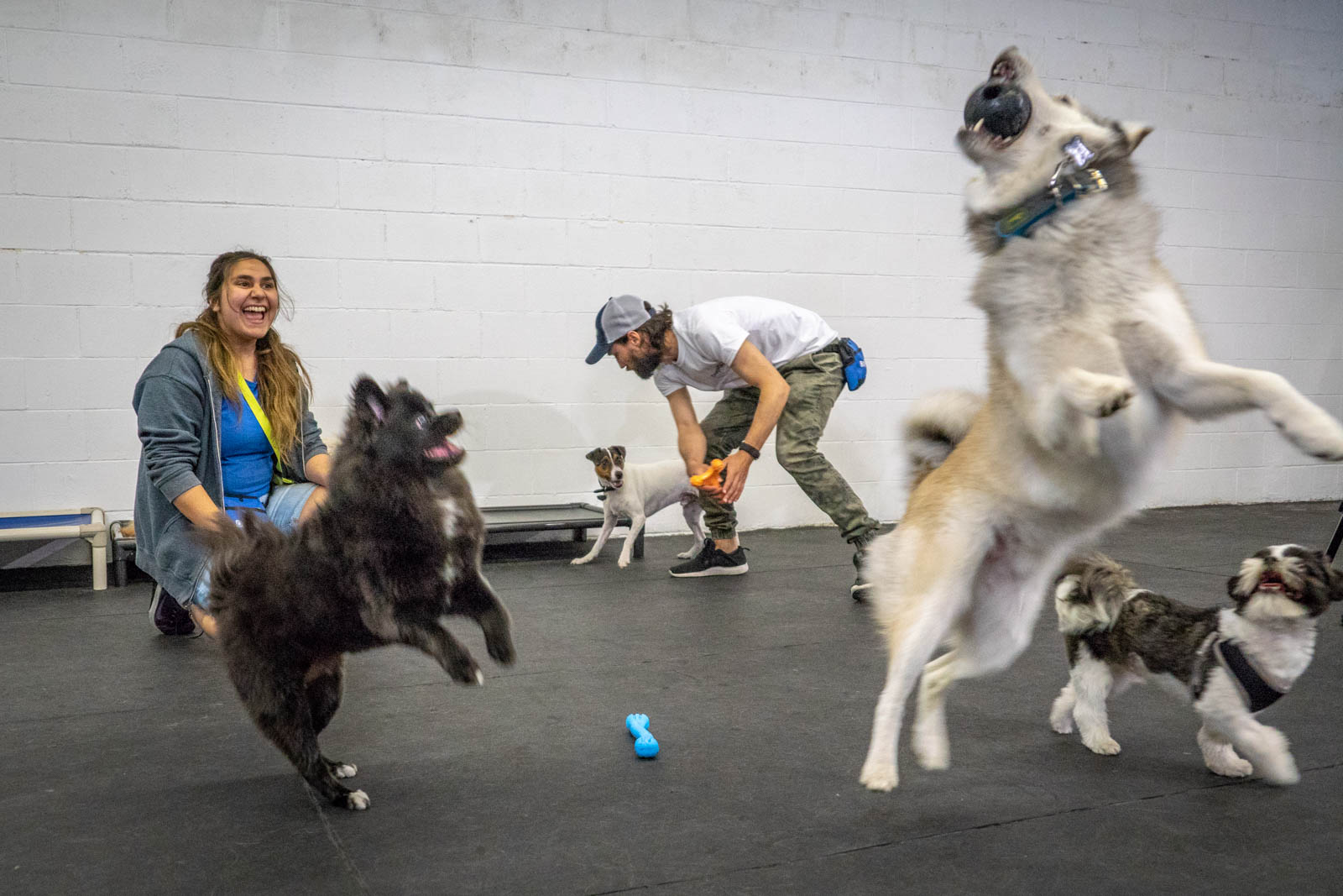 Dogplay daycare cheap