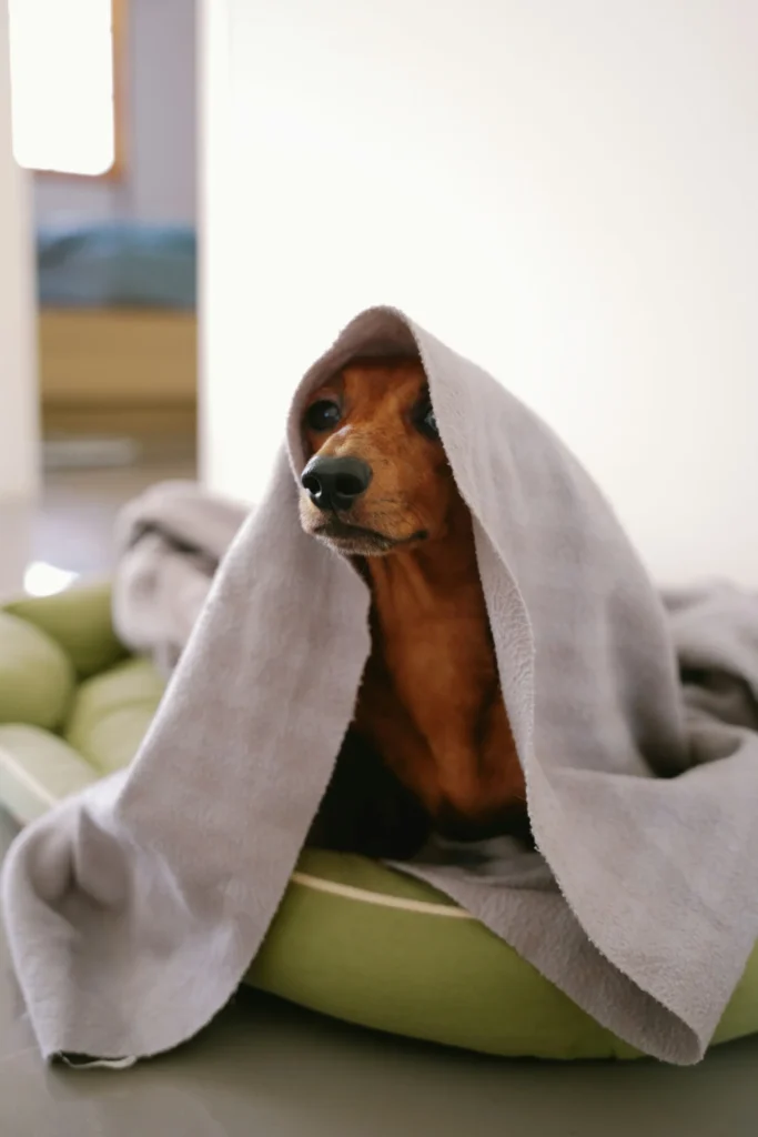 A small brown dog wrapped in a cozy gray blanket after a winter walk, showing how to keep your dog warm on winter walks and safe during cold weather