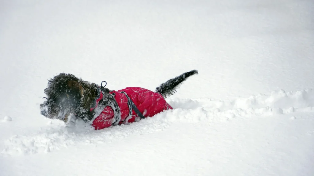A small dog in a red winter coat walks through deep snow during a cold weather dog walking session, showing how to keep your dog warm on winter walks