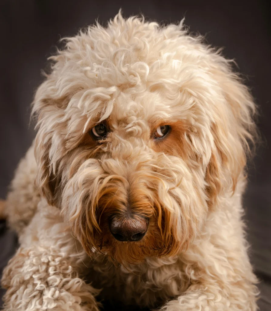 Fluffy cream-colored Labradoodle giving a playful side eye dog expression, peeking through its curly fur with a curious, cautious look