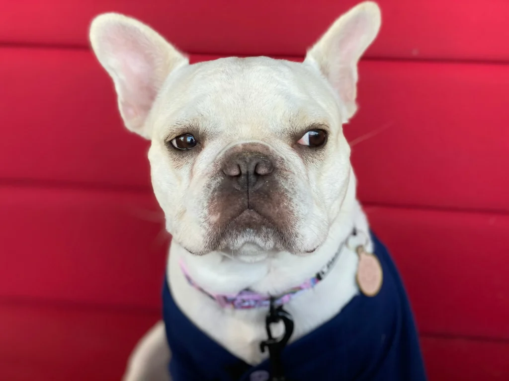 French Bulldog giving a classic dog side eye against a bright red background, showing a hint of white in its eyes for a funny, expressive look