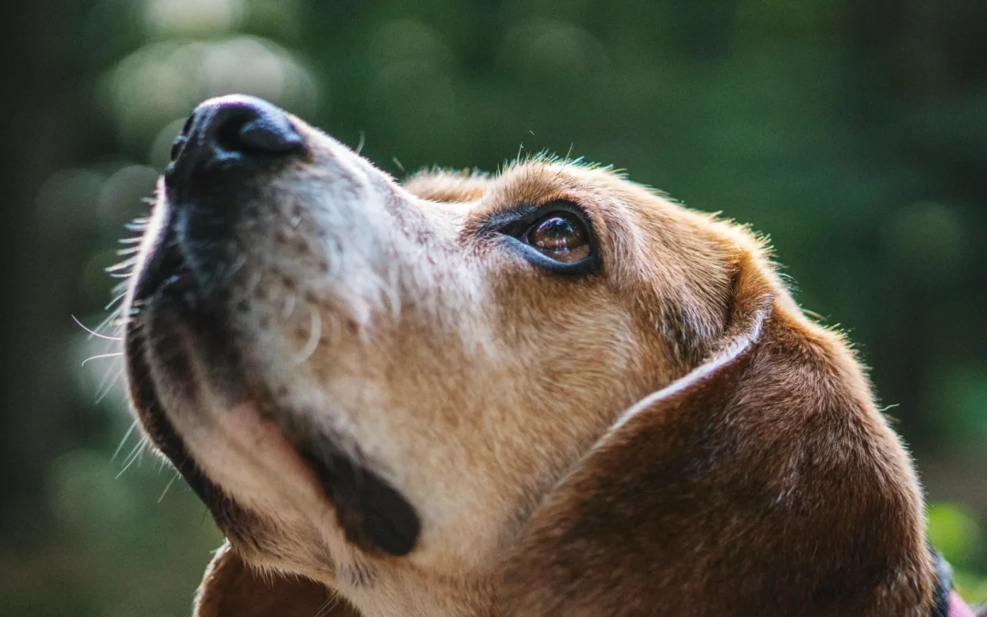 How to Spot and Treat Eye Infections in Dogs: Early Signs