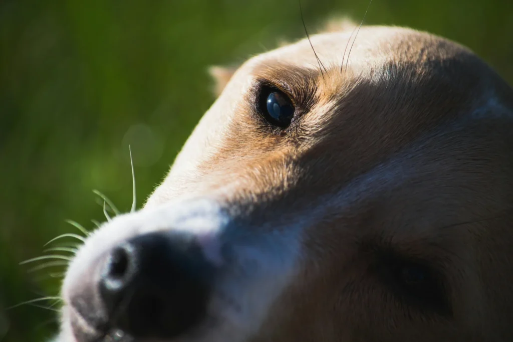 How to Spot and Treat Eye Infections in Dogs 2