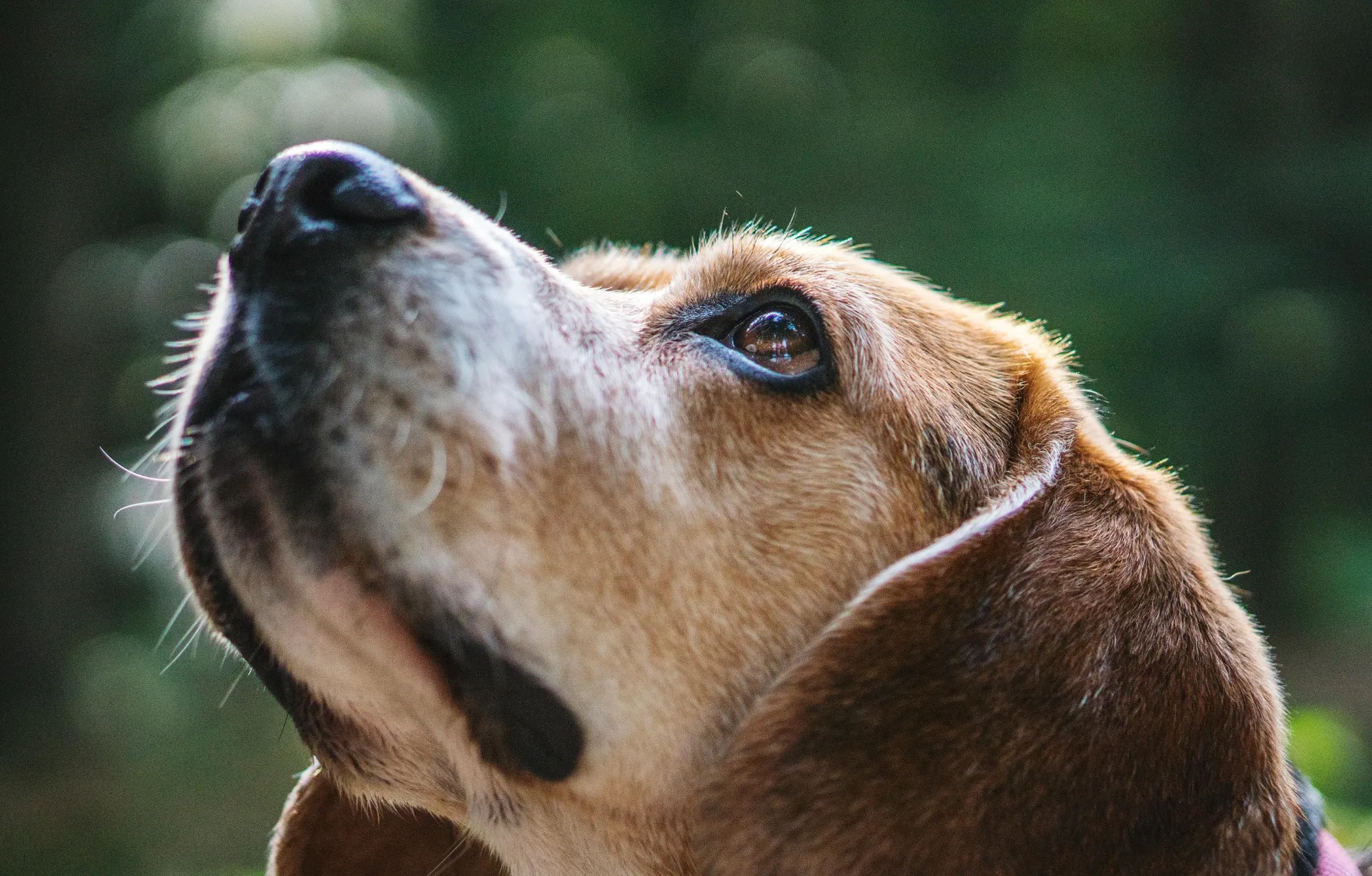 How to Spot and Treat Eye Infections in Dogs: Early Signs