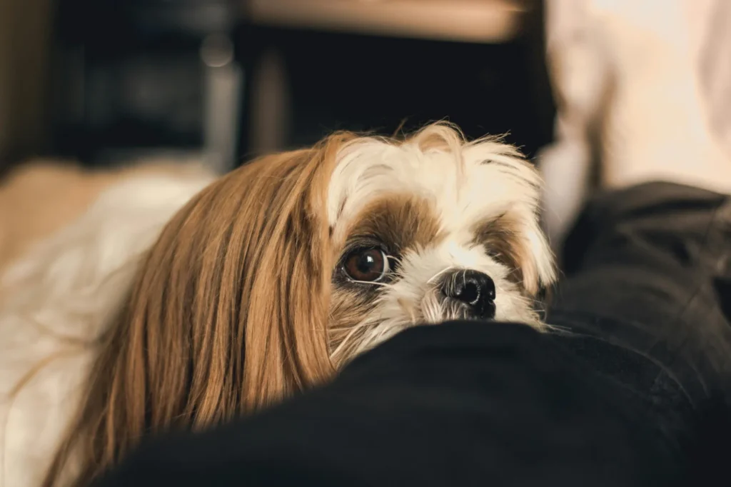 Small Shih Tzu with long fur resting its head on a person’s leg, showing watery eyes and early signs of an eye infection in a dog