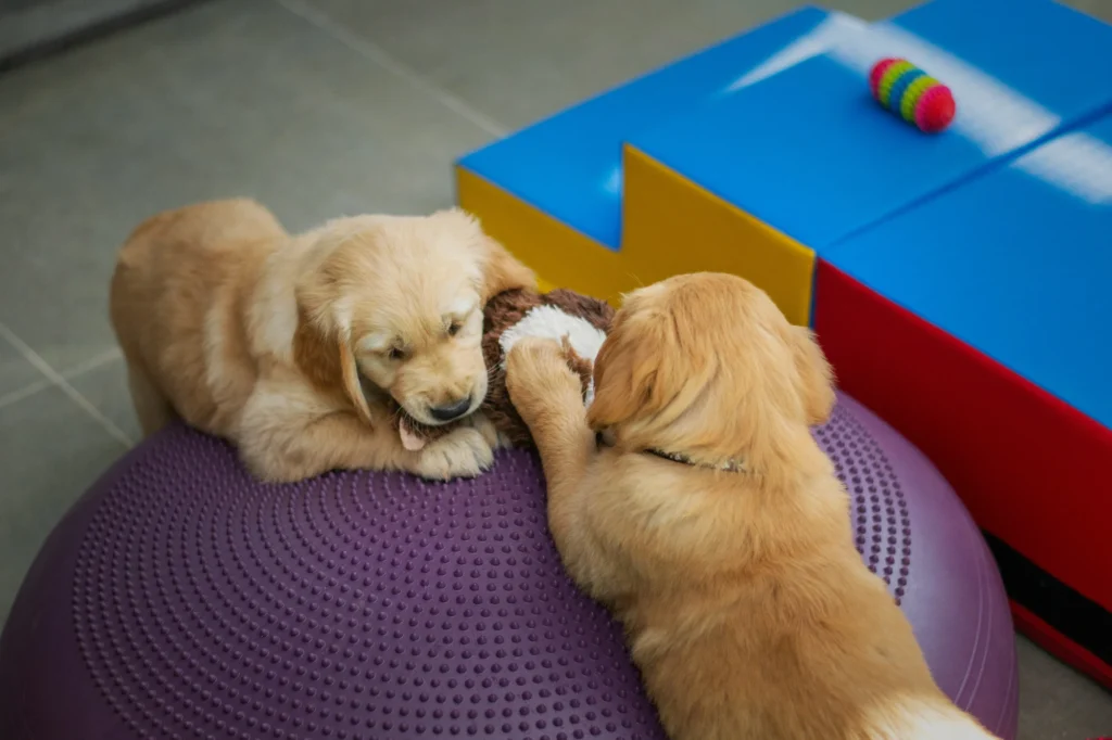 Two golden retriever puppies playing with a chew toy on a purple balance cushion inside a colorful play area — a joyful example of dog socialization at a Dog Boarding Vancouver facility
