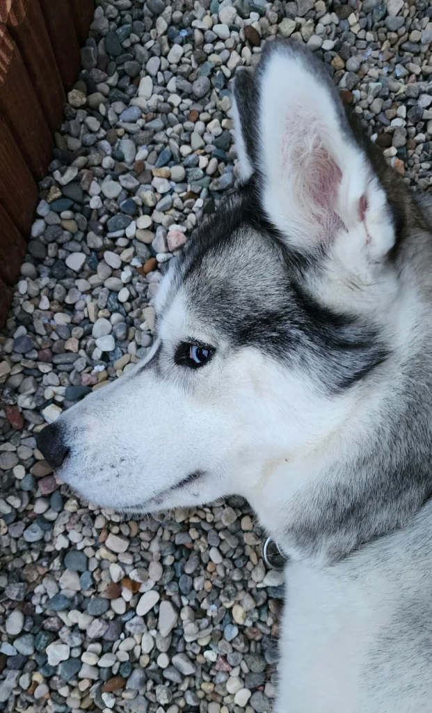 What Your Dog’s Side Eye Is Really Saying