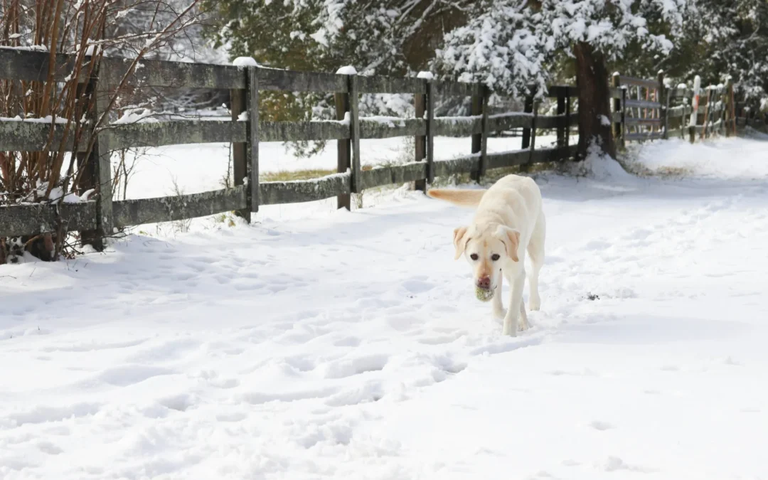 When Is It Too Cold to Walk My Dog