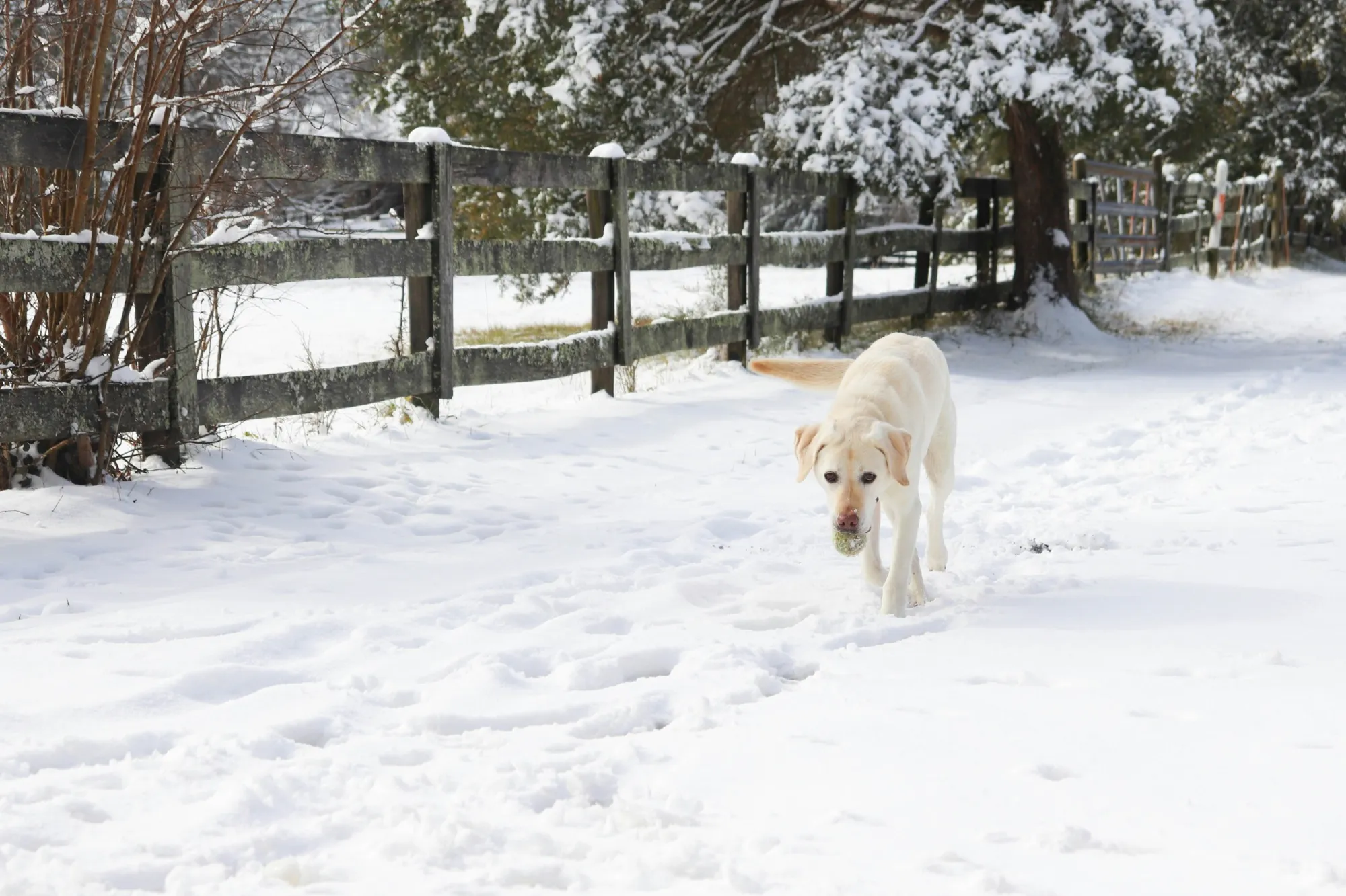 When Is It Too Cold to Walk My Dog? Winter Safety 101