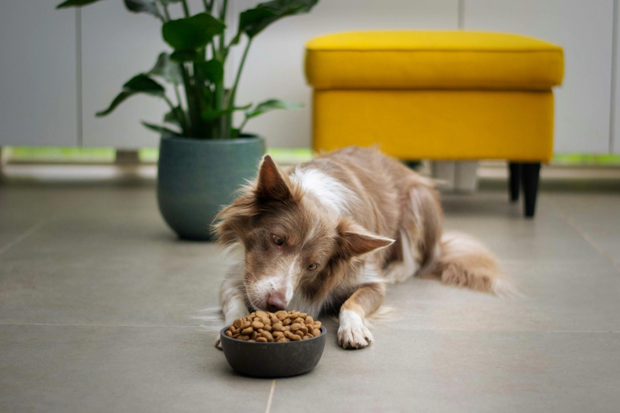 Can Food Cause Anal Gland Issues in Dogs?