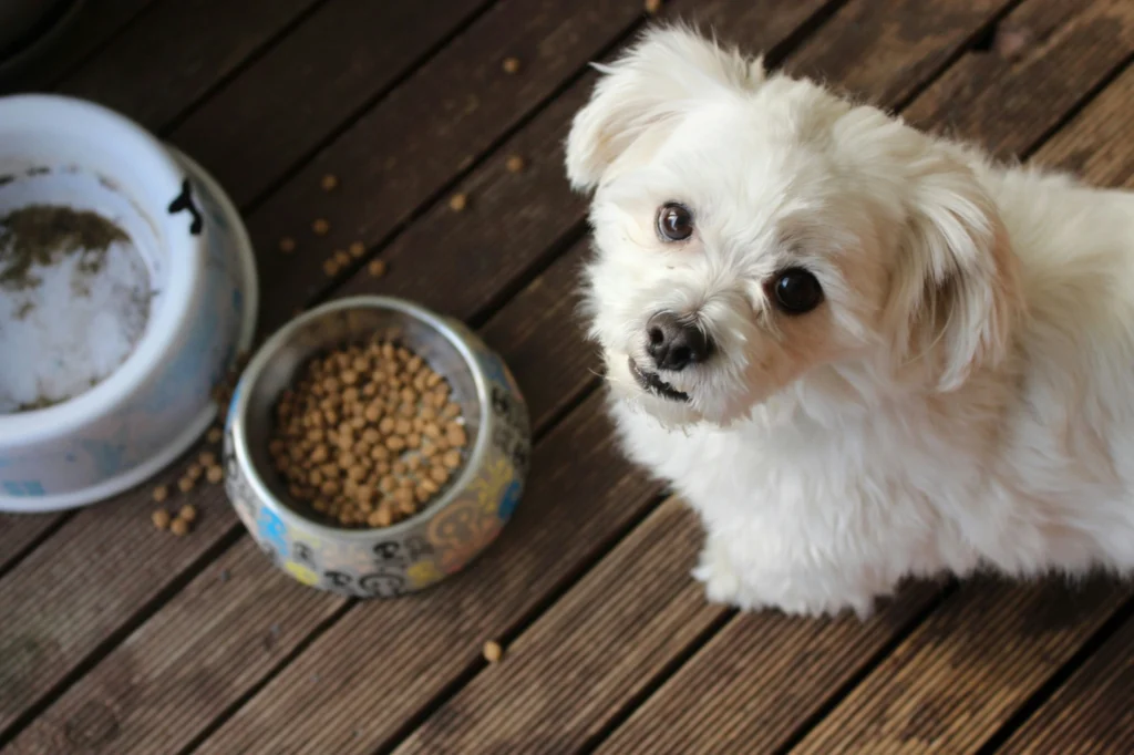 Can Food Cause Anal Gland Issues in Dogs_webp