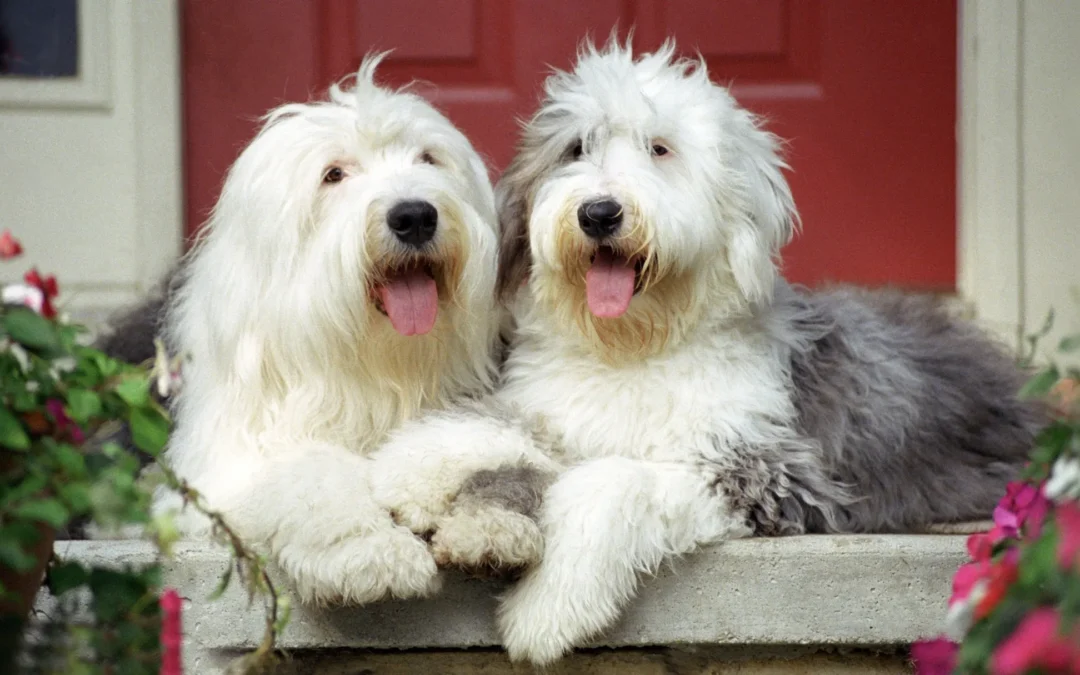 10 Big Fluffy Dog Breeds That Are Great with Kids