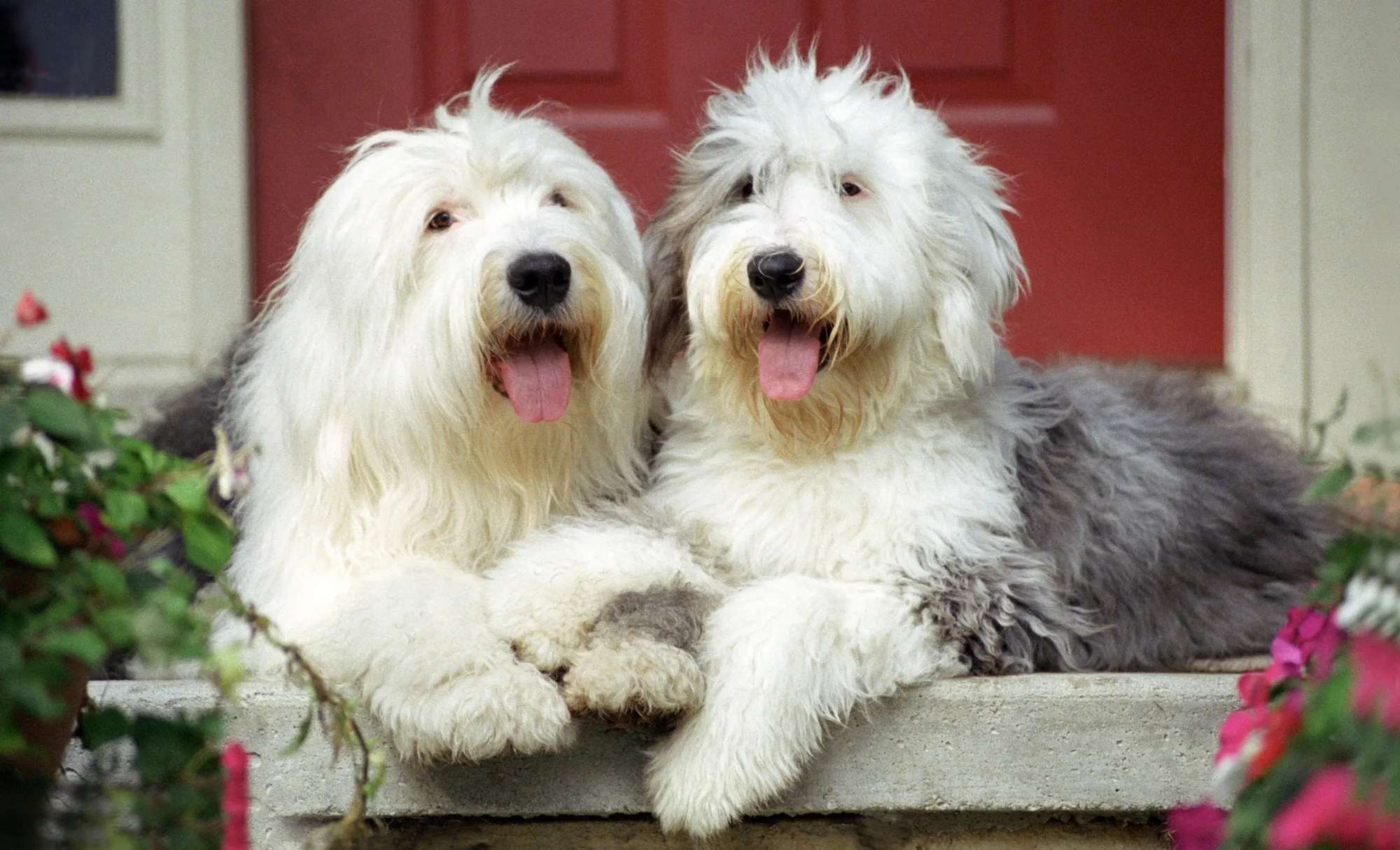 10 Big Fluffy Dog Breeds That Are Great with Kids