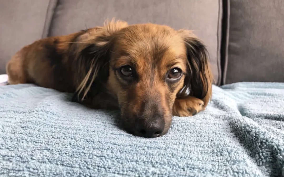 10 Dachshund Mixed Dog Breeds to Fall in Love With