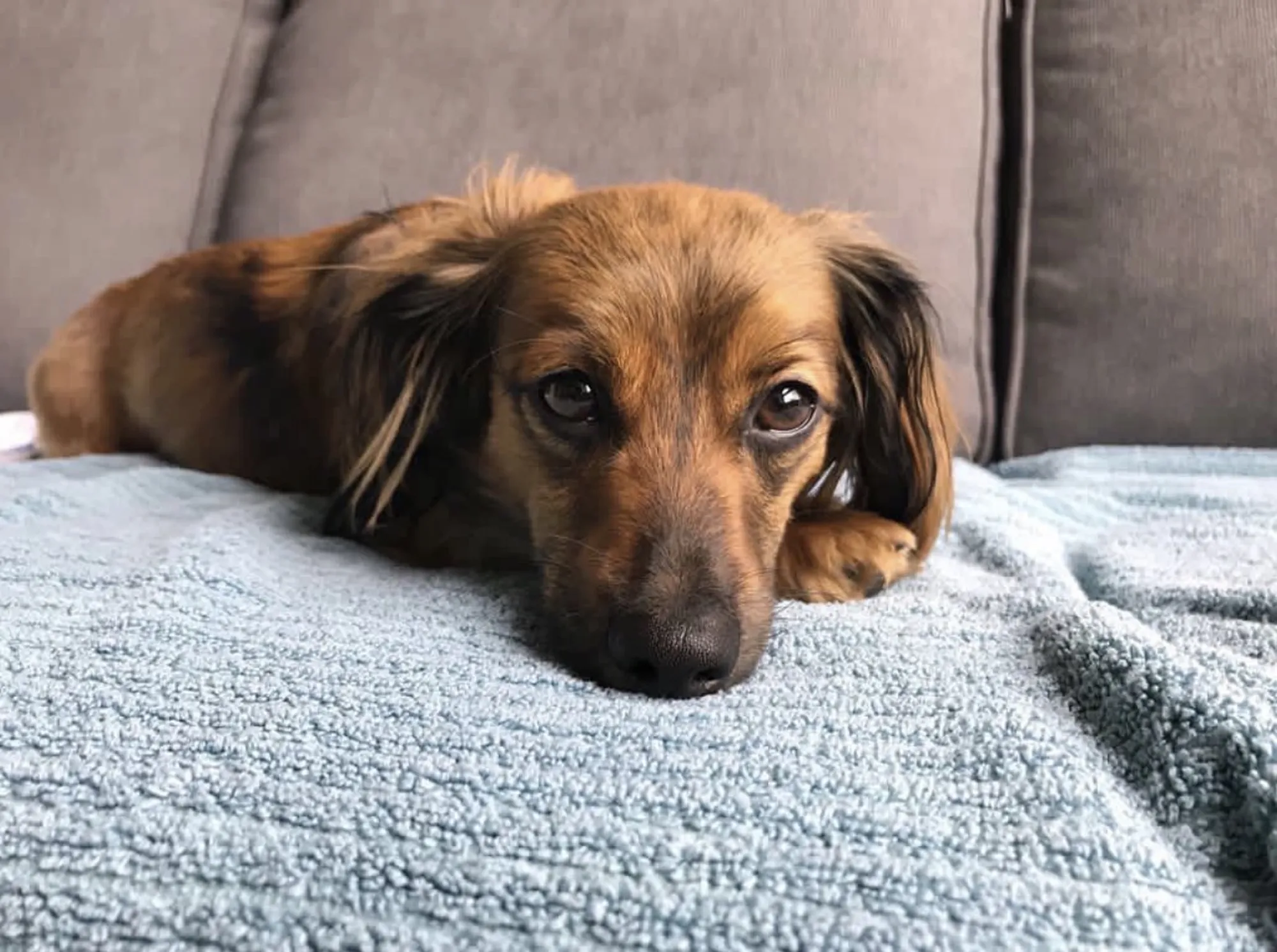 10 Dachshund Mixed Dog Breeds to Fall in Love With