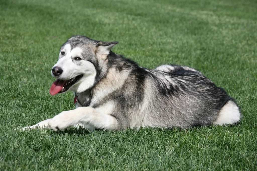 Alaskan Malamute Dog