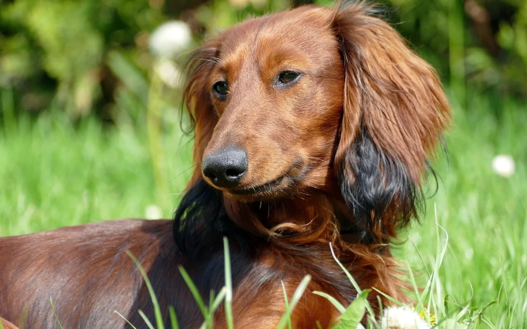 Are Wiener Dogs Hypoallergenic or Do They Shed?
