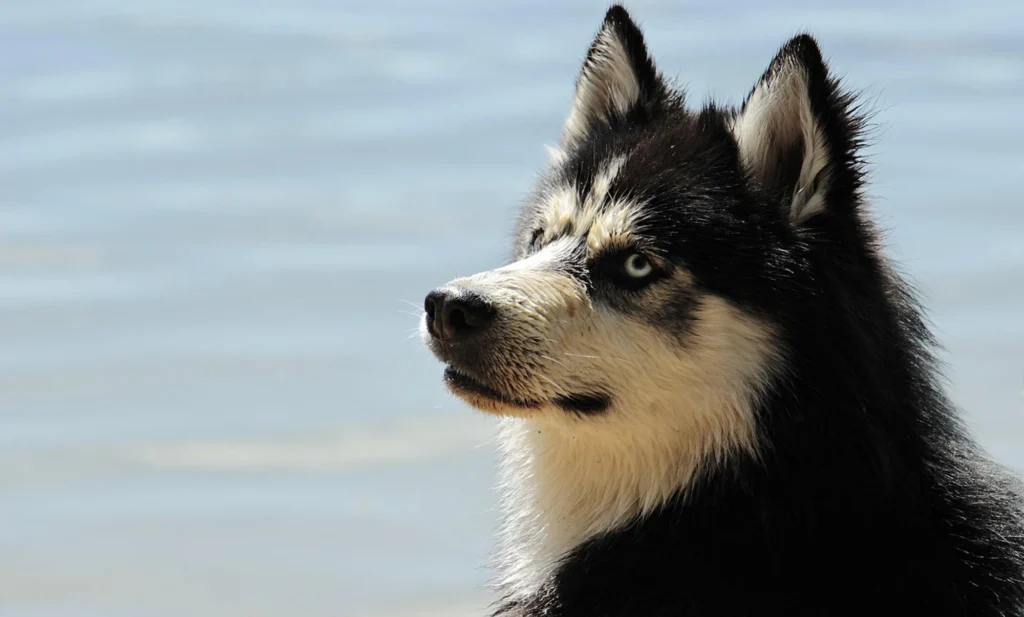 Canadian Inuit Dog (Qimmiq)