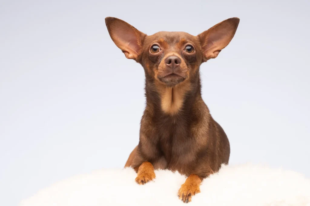 Chiweenie (Chihuahua Dachshund Mix)