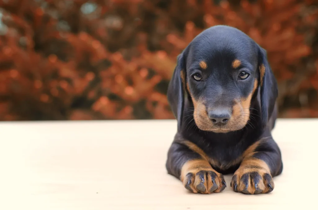 Dachsador (Dachshund Labrador Retriever Mix)