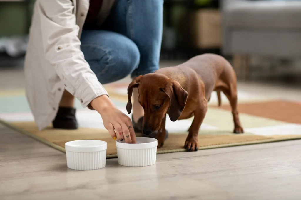 Dachshund sniffing a bowl of hypoallergenic dog food while a person offers a small piece during a feeding routine indoors