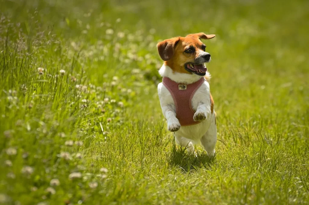 Doxle (Beagle Dachshund Mix)