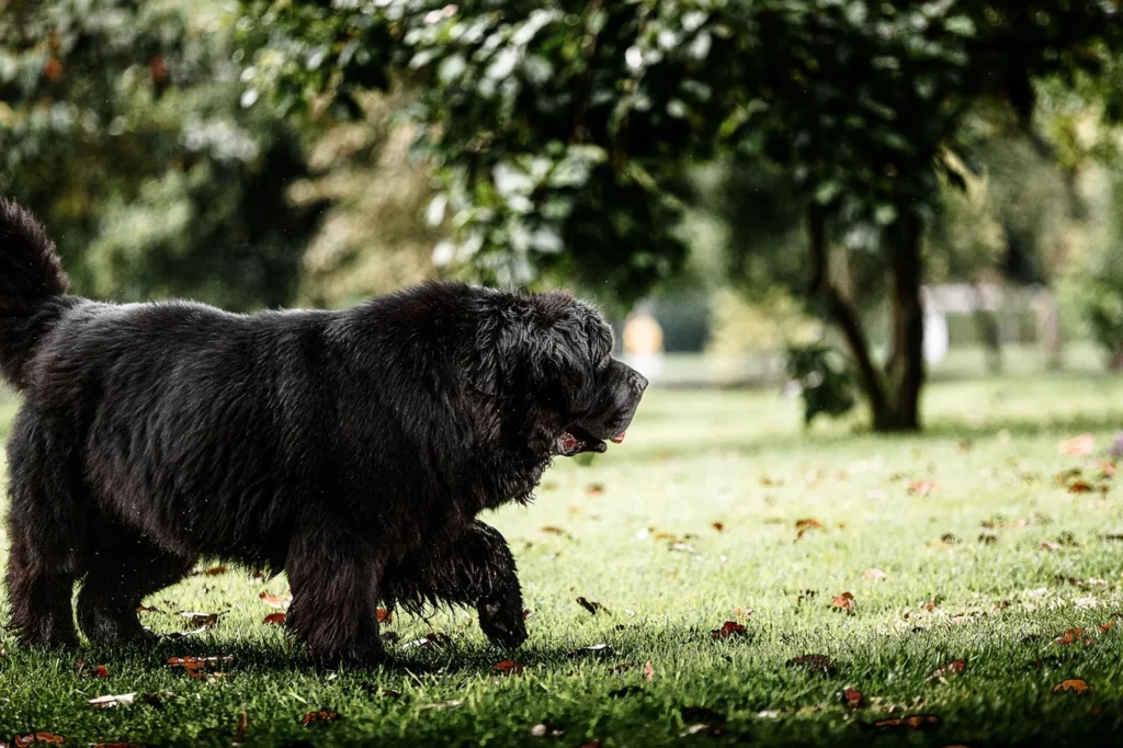 Image of a Newfoundland dog showing the top big fluffy dog breeds
