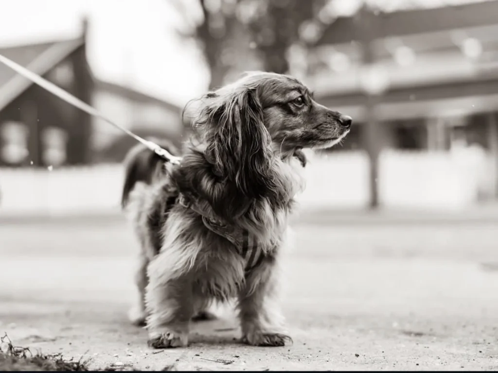 Image of a Schweenie (Shih Tzu Dachshund Mix) as one of the top dachshund mixed dog breeds​