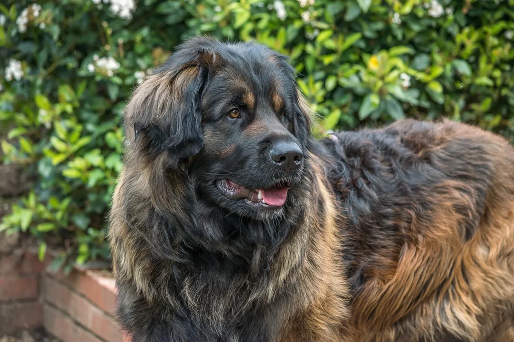 Leonberger Dog