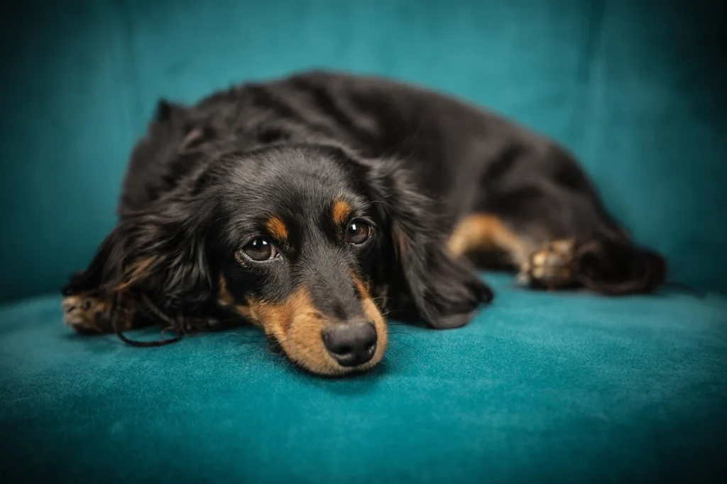 Long-haired Dachshund resting on a teal couch, showing how long haired Dachshund shedding can still spread dander and allergens indoors