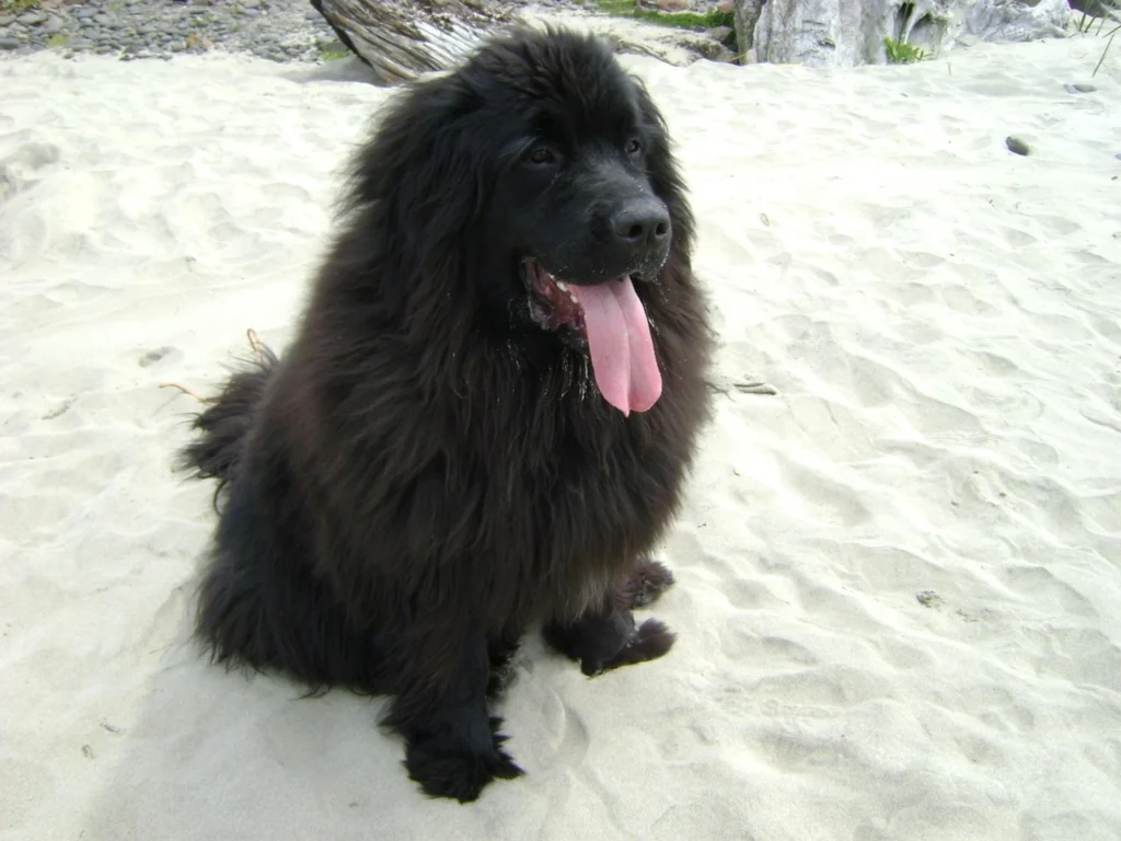 Newfoundland Dog as one of the Canadian dog breeds