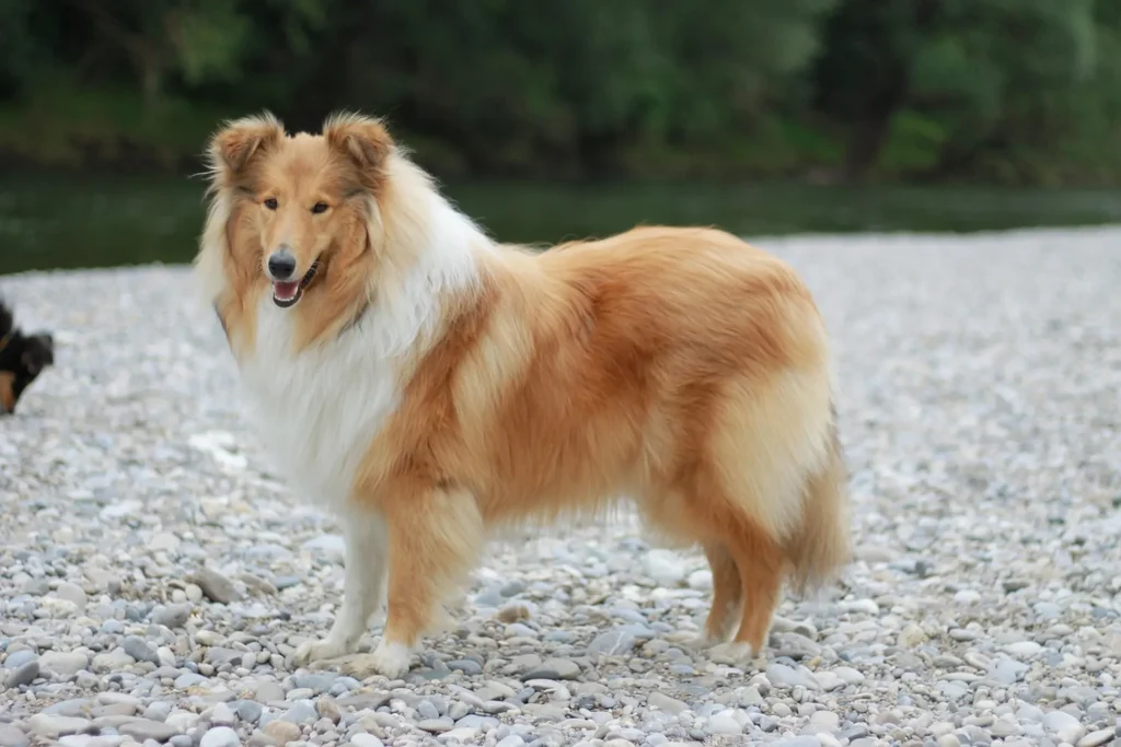 Rough Collie Dog