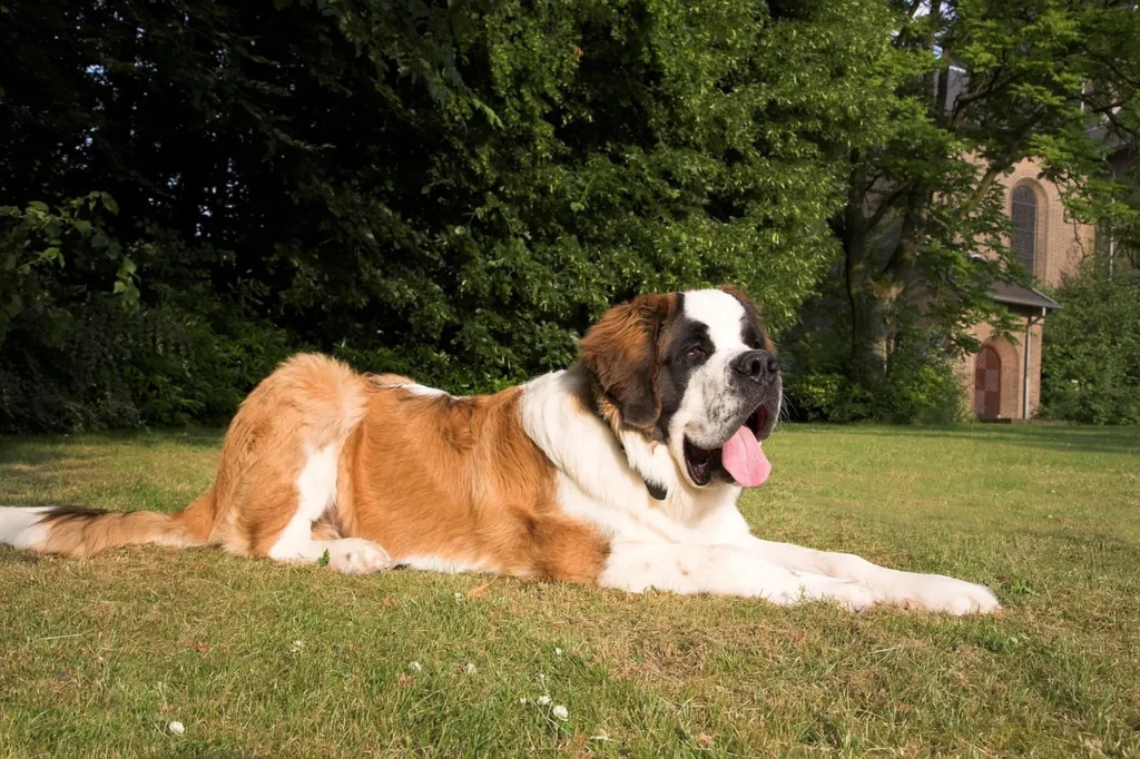 Saint Bernard Dog