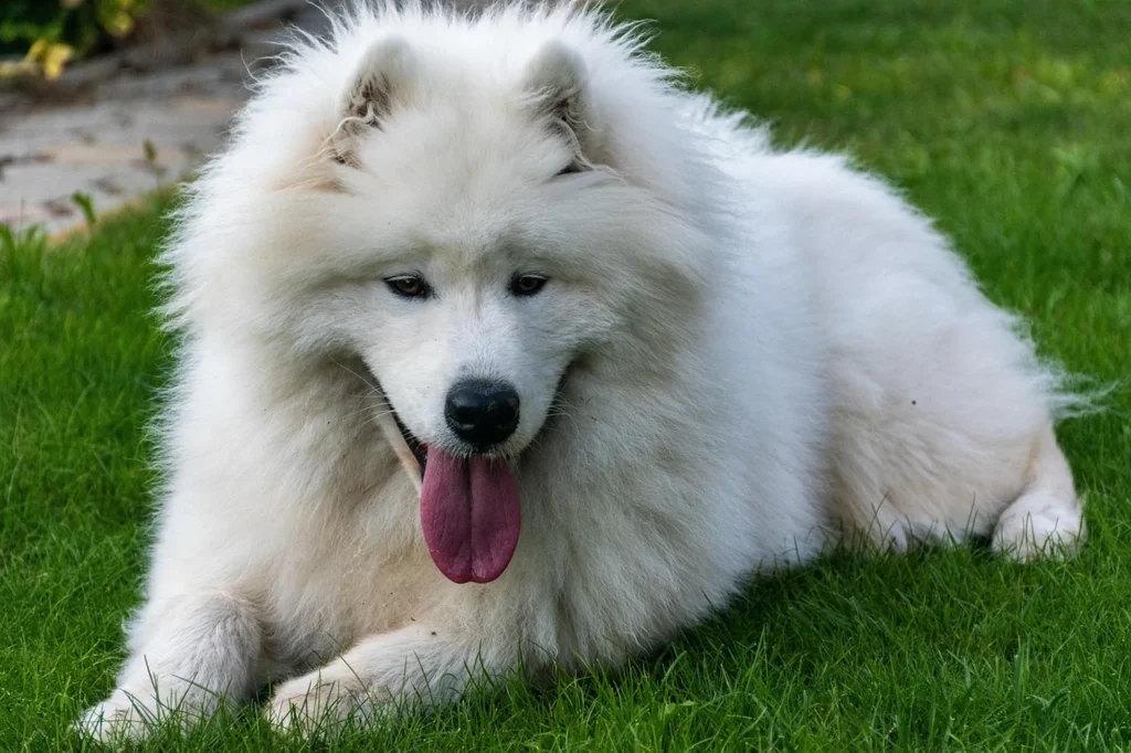 Samoyed Dog