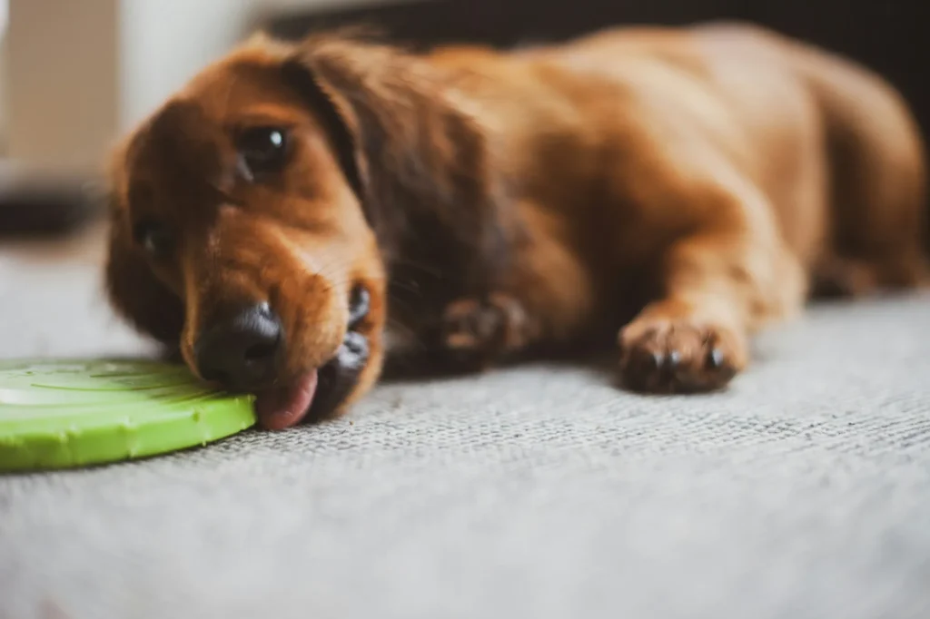 Small brown dog chewing a green toy while lying on the carpet, illustrating signs to watch for when considering how much broccoli can dogs eat