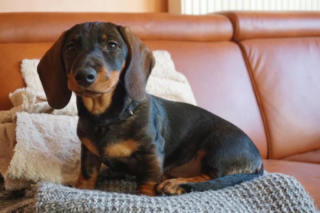 Smooth-haired Dachshund sitting on a couch, illustrating how smooth haired Dachshund shedding can spread allergens through indoor living spaces