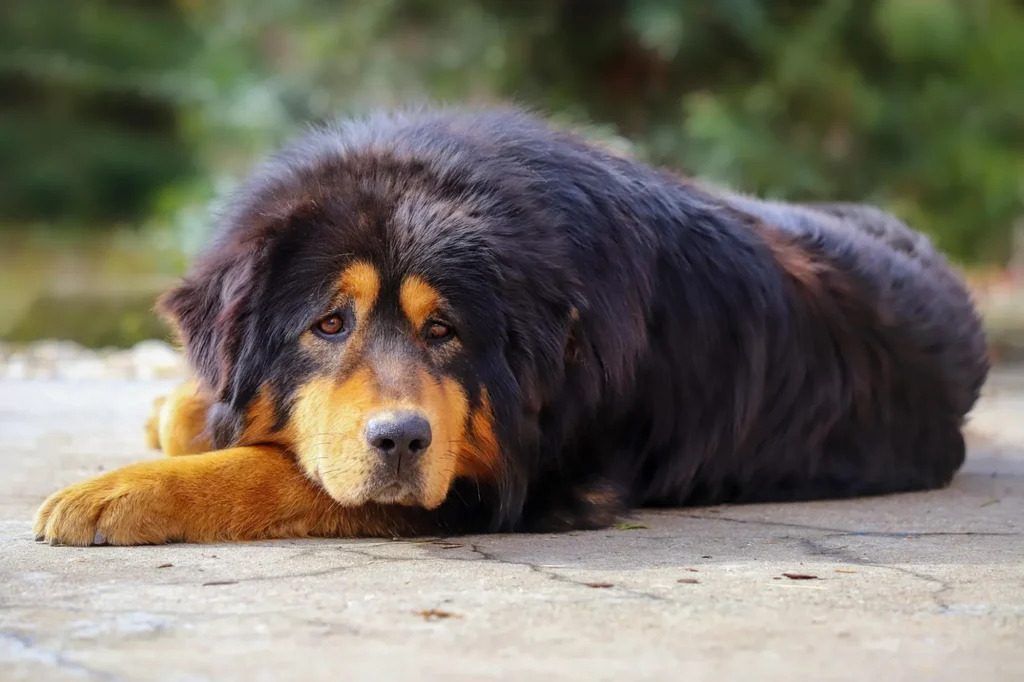 Tibetan Mastiff Dog