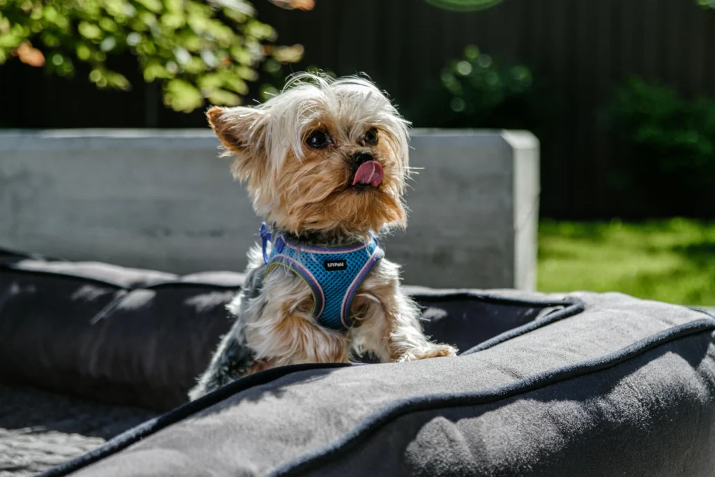 dog harness for dogs​