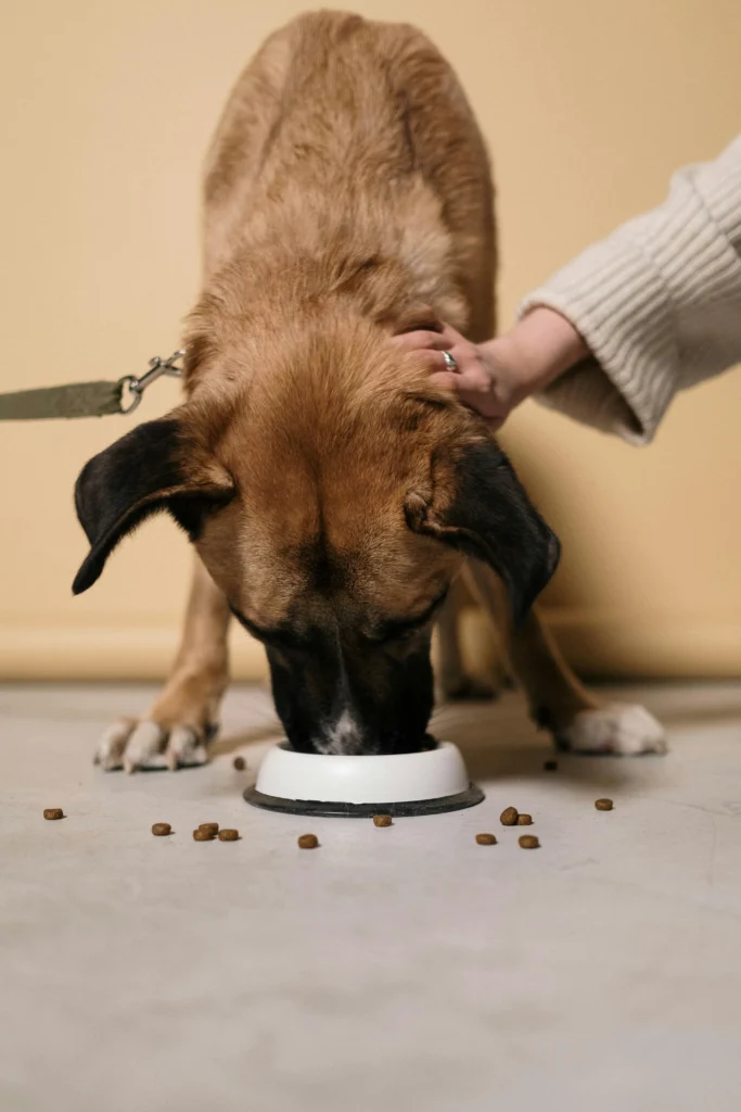 dog diets for weight loss​