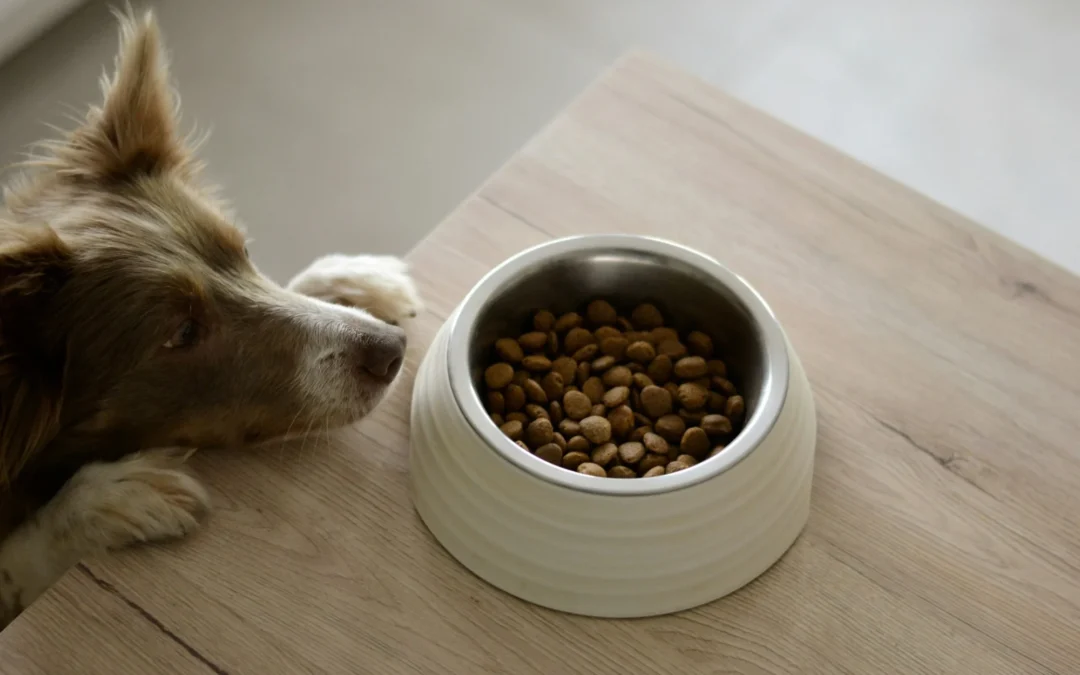 What Is Hypoallergenic Dog Food and Does Your Pup Need It?