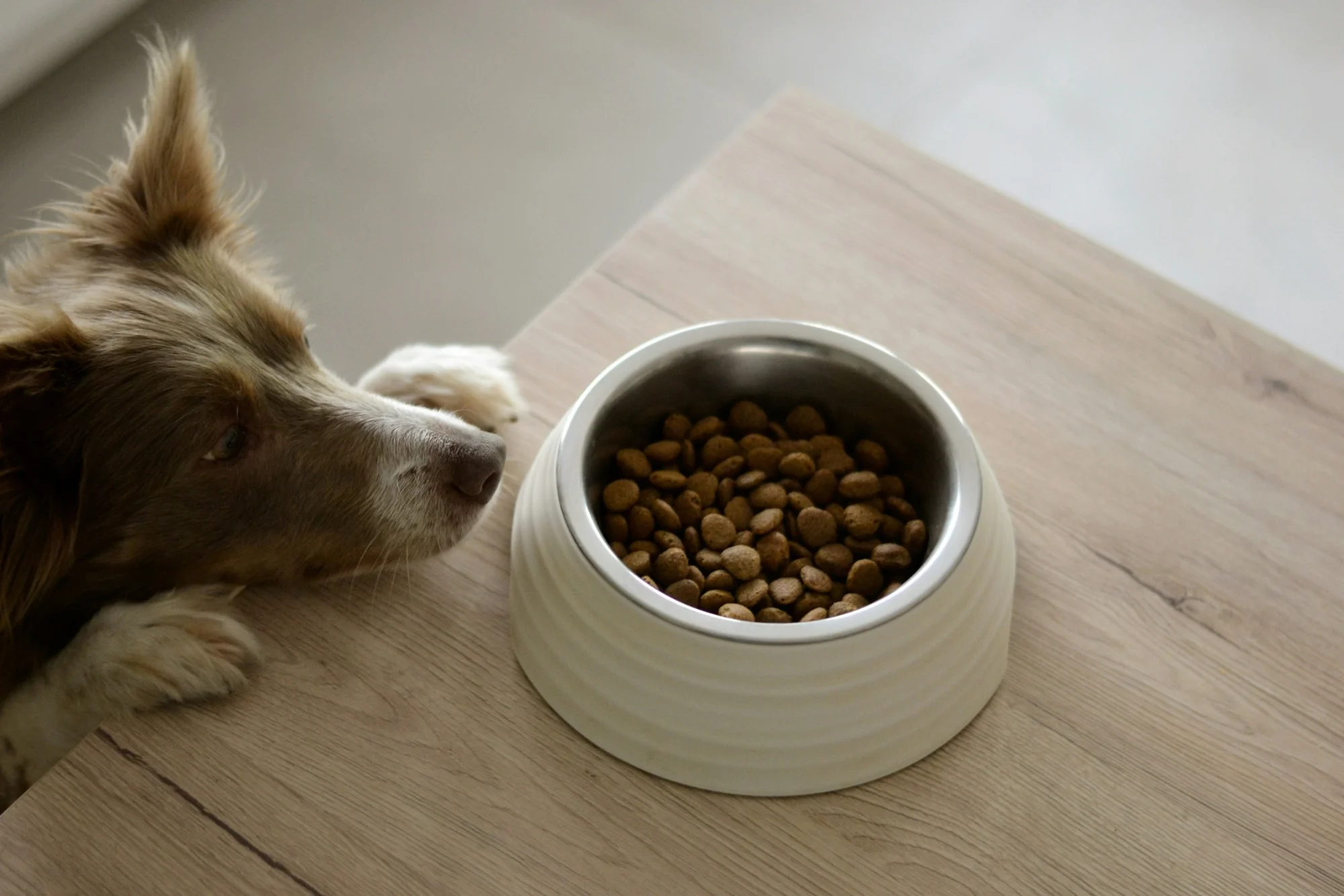What Is Hypoallergenic Dog Food and Does Your Pup Need It?