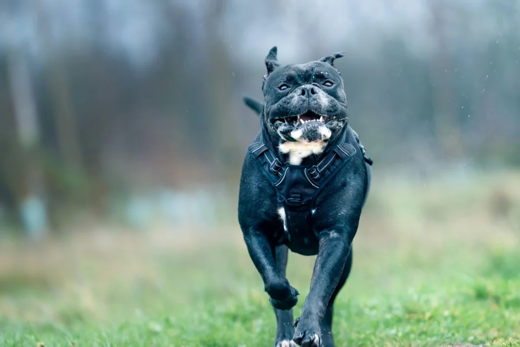 dog harness for dogs​