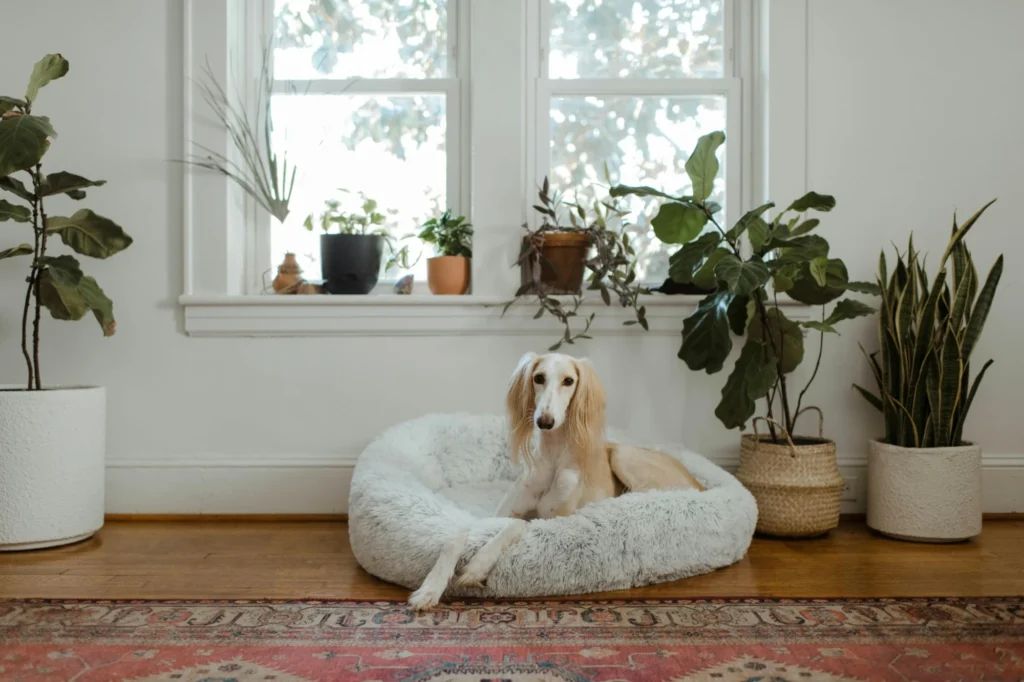 A large dog resting comfortably in a plush donut dog bed placed in a bright, plant-filled living room