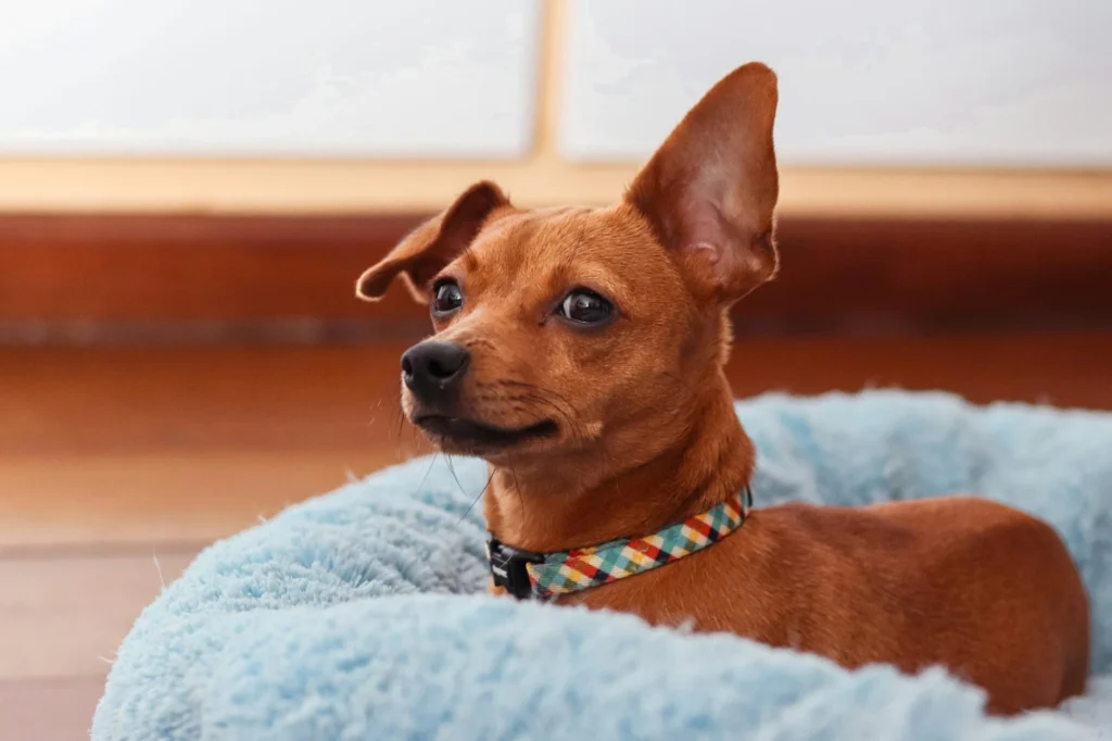 A small brown dog relaxing comfortably in a plush dog bed near a window