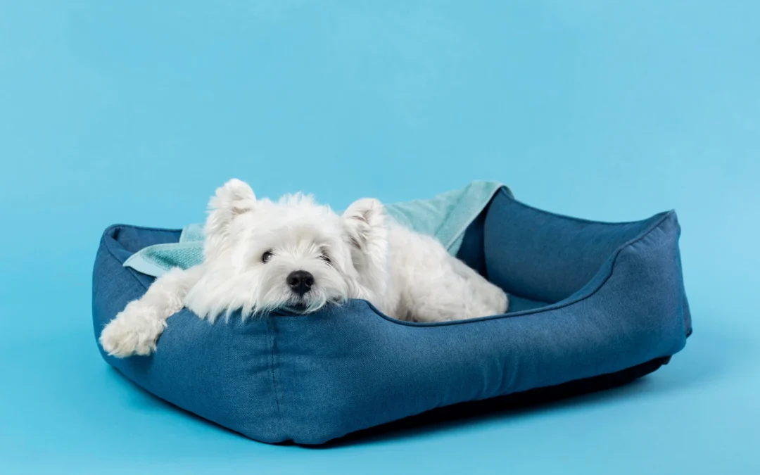 How to Choose the Best Dog Bed for Your Dog’s Needs