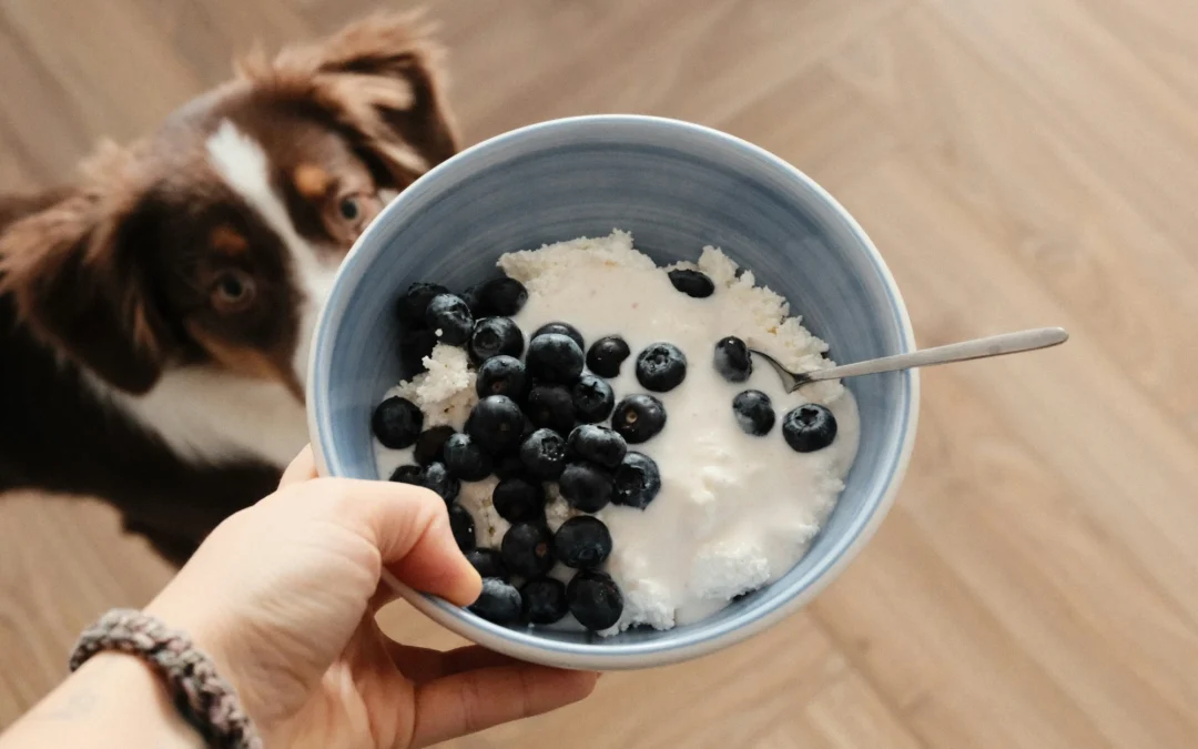 Can dogs eat yogurt served with blueberries as a homemade dog treat while a dog watches nearby