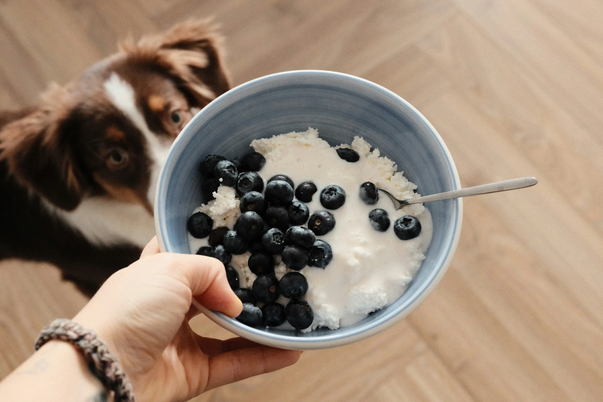 Can Dogs Eat Yogurt? Pros, Cons, and Serving Tips