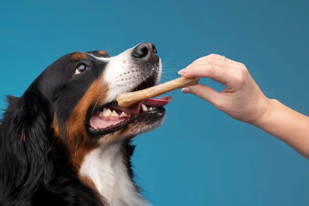 Natural dental chews for dogs as a medium-sized dog calmly chews a bone, supporting oral health and plaque reduction against a yellow background