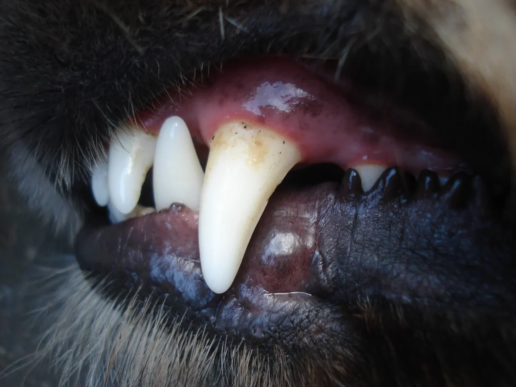 Dental wipes for dogs help remove surface plaque and bacteria from a dog’s teeth and gumline to support oral health