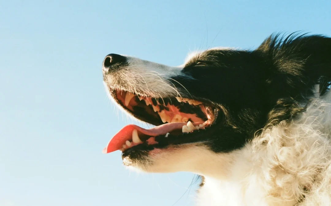 Dental Wipes For Dogs: Easy Dental Care Dogs Actually Tolerate